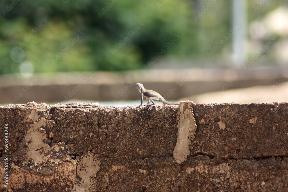 Agama agama Margouillat sur un muret, Bobo Dioulasso, Burkina Faso Agama agama Margouillat sur un muret, Bobo Dioulasso, Burkina Faso