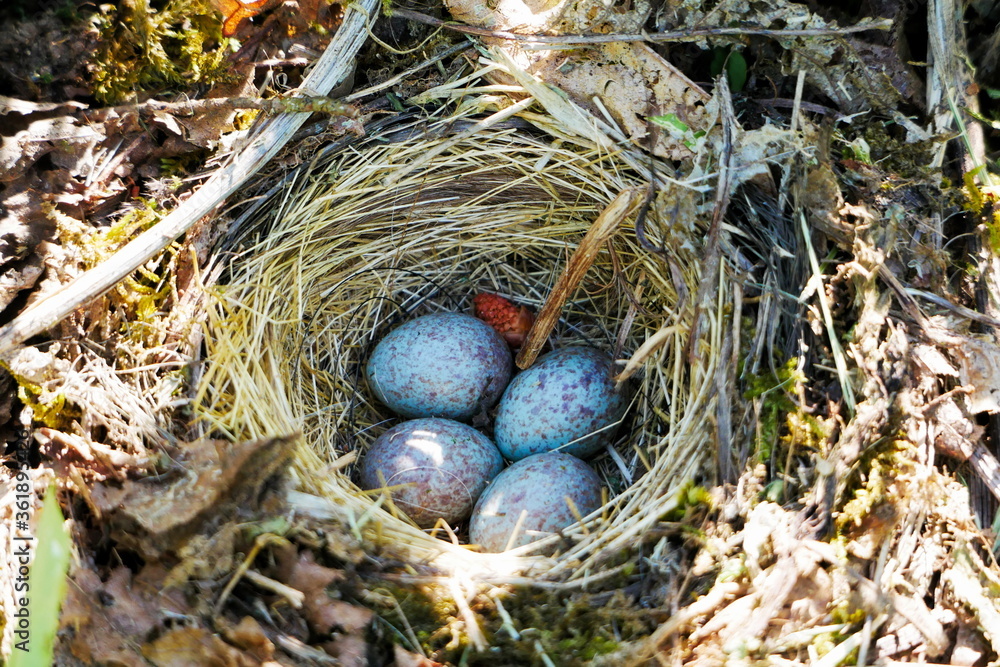 Dark-eyed junco nest with four eggs Dark-eyed junco nest with four eggs