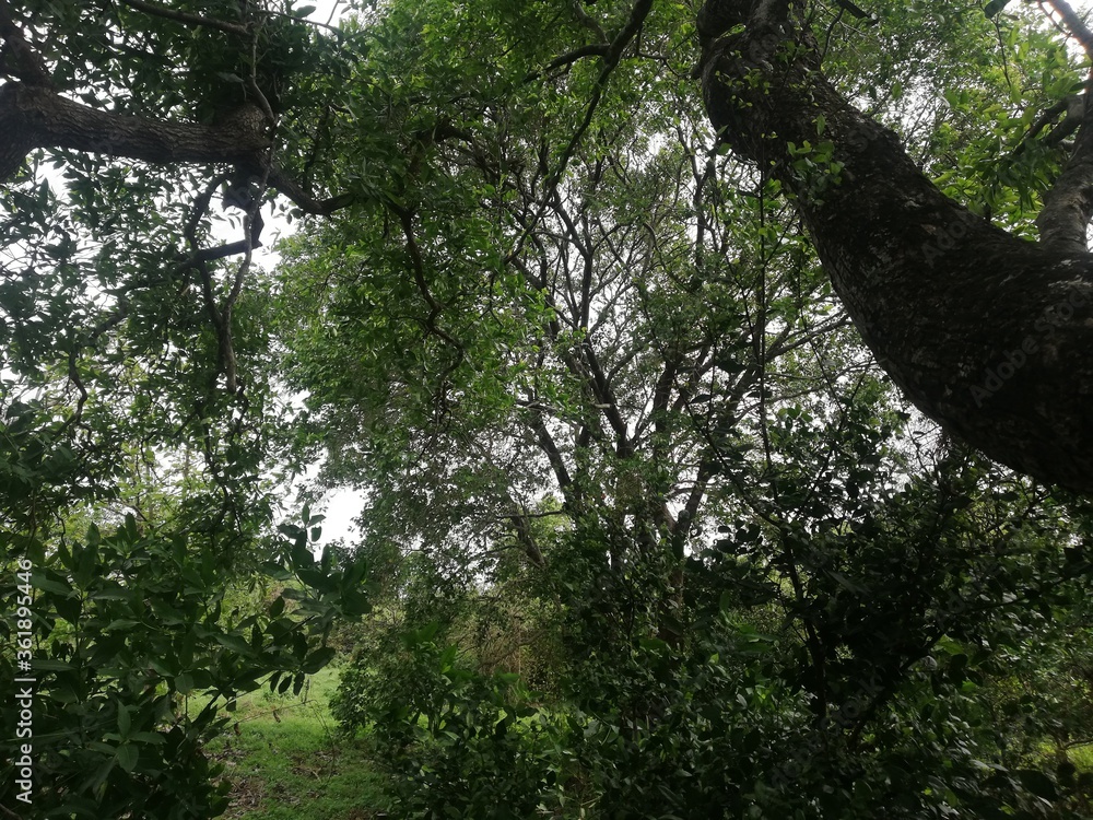 Fototapeta premium Forest