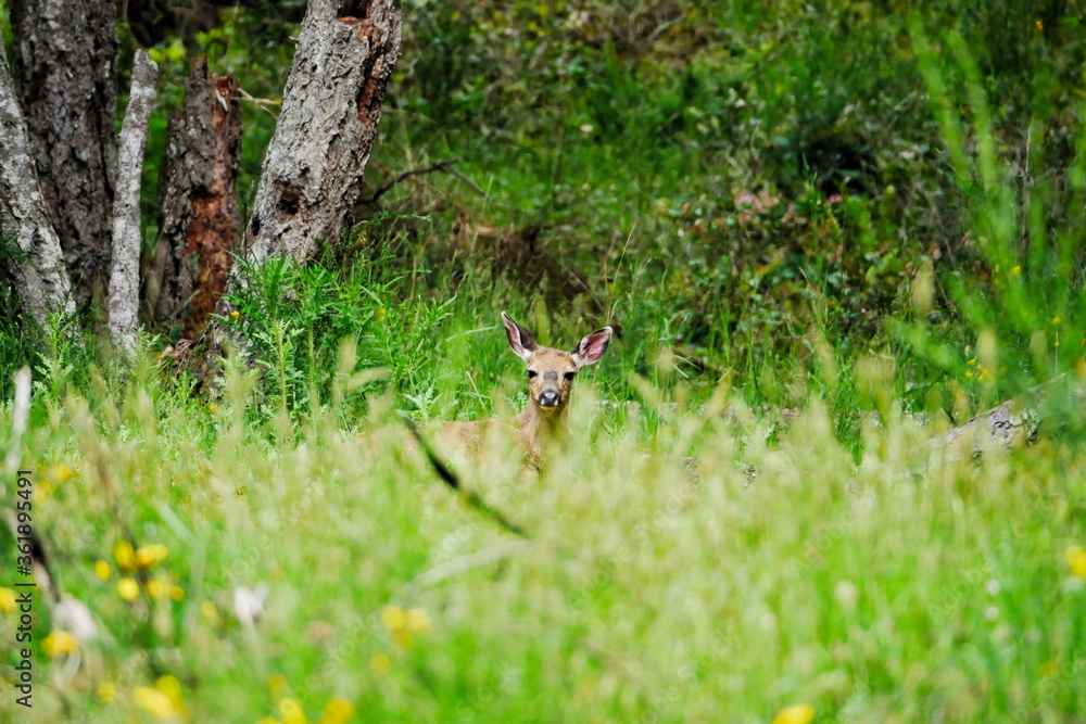 Deer sitting in wildflower meadow