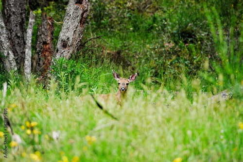 Deer sitting in wildflower meadow © rosie_rocket