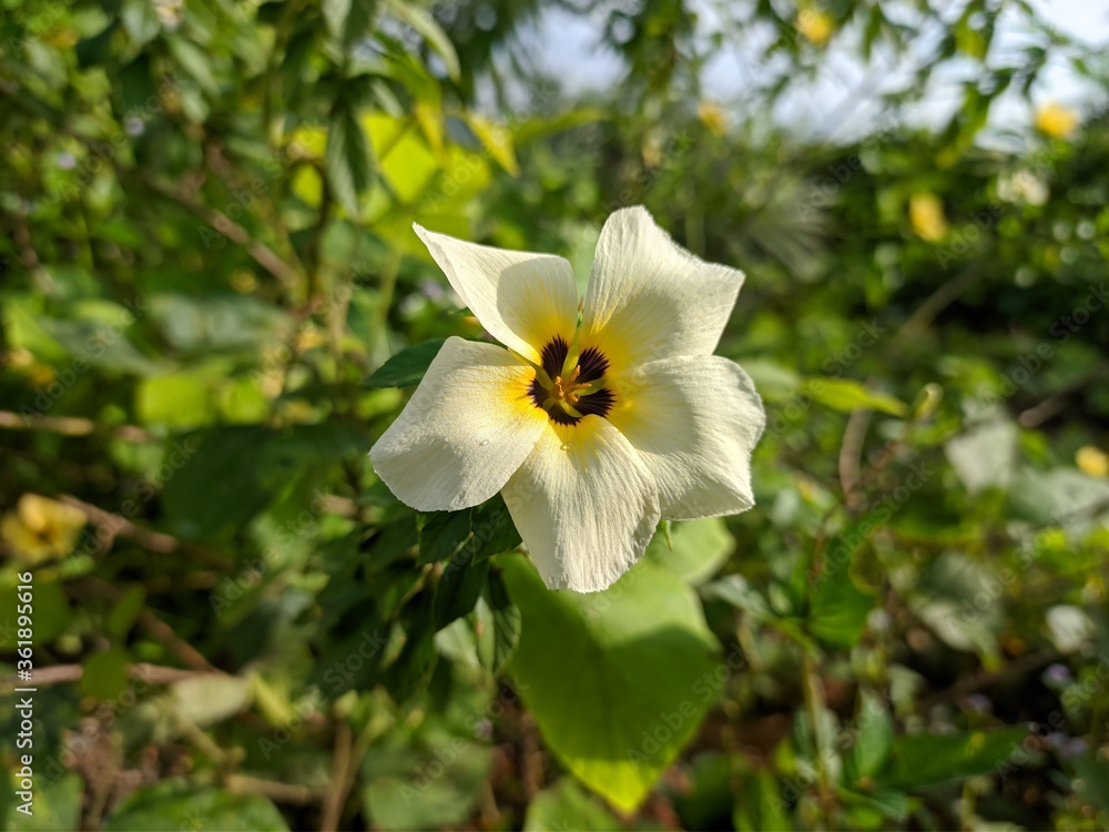 Turnera Subulata Flowers Planted Around Palm Tree Plants In Kalimantan Plantation Turnera Subulata Flowers Planted Around Palm Tree Plants In Kalimantan Plantation