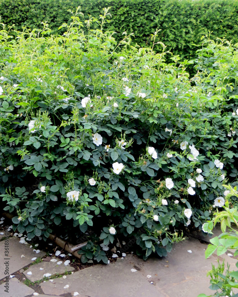 flowering white rosehip bush on a blurred green background flowering white rosehip bush on a blurred green background