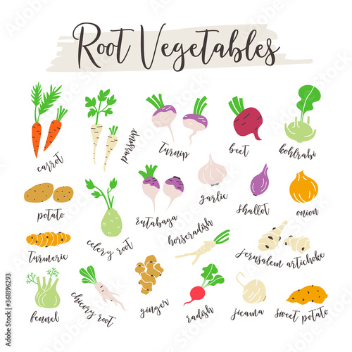 Root vegetables hand drawn icons set illustration with text.