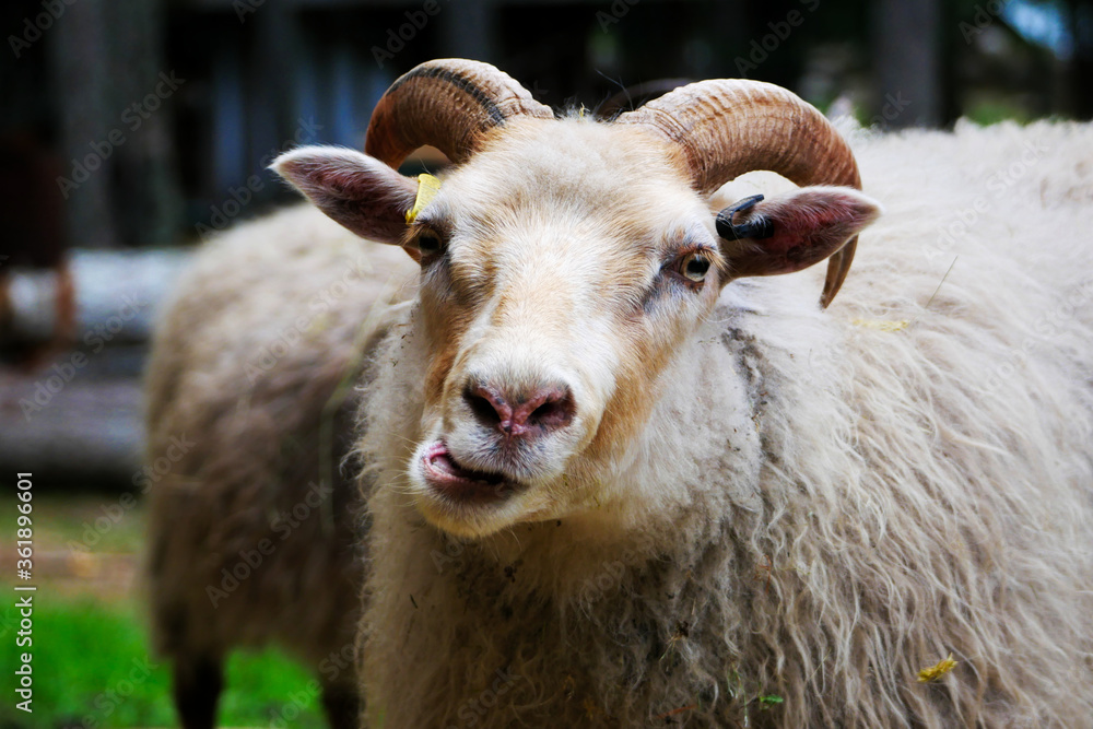 Fototapeta premium Close-up of a white icelandic sheep, in the act of chewing