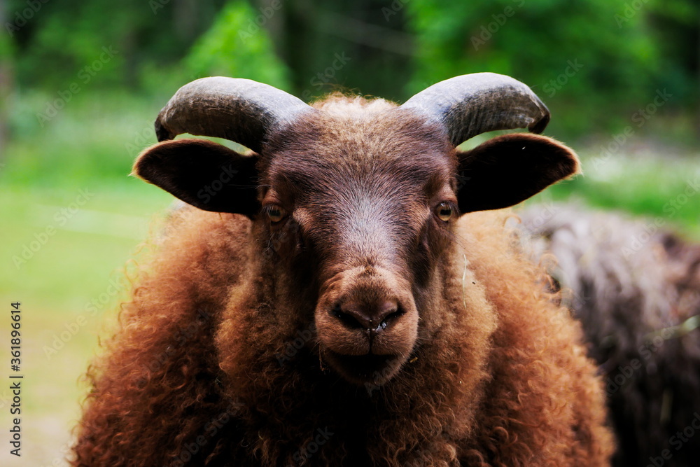 Close-up of a brown icelandic baby ram Close-up of a brown icelandic baby ram