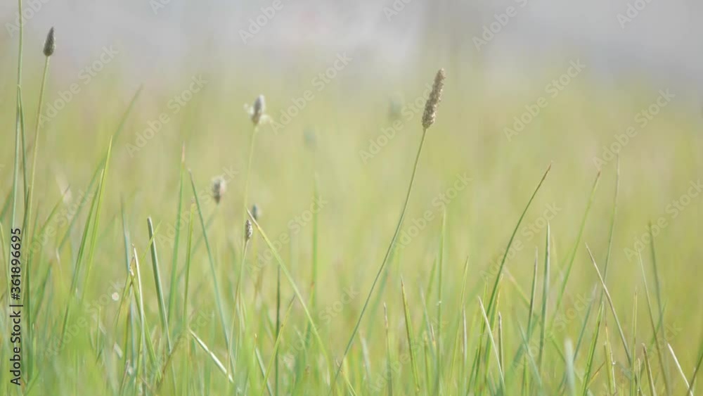 夏の草原 夏の草原