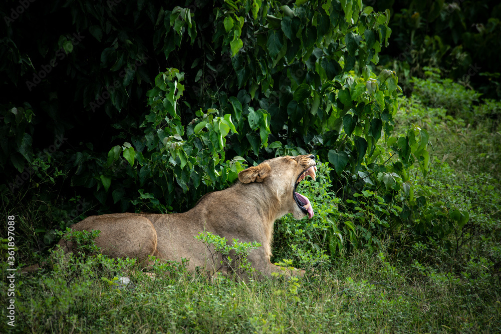 Lioness yawning