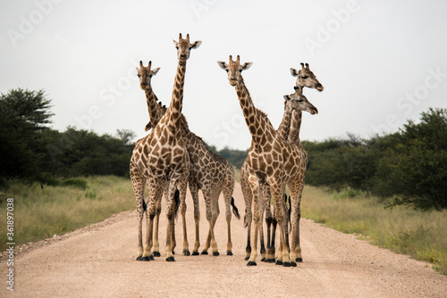 Canvas Print Curious Giraffe on road