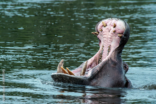Hippopotamus yawn
