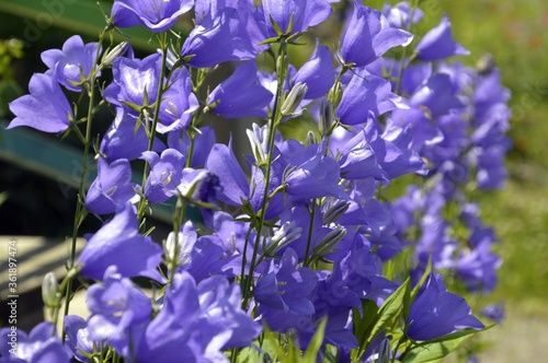 Selective focus of bright bellflowers on a sunny summer day