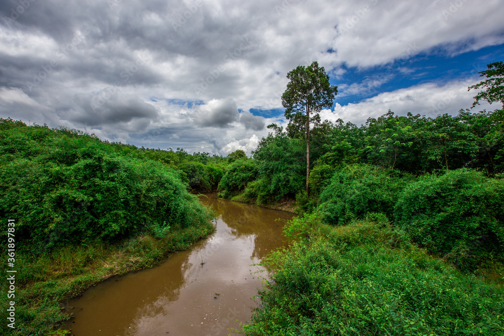 The natural background of green rice paddies and large trees surrounded by cool breezes, seen in rural tourist attractions.