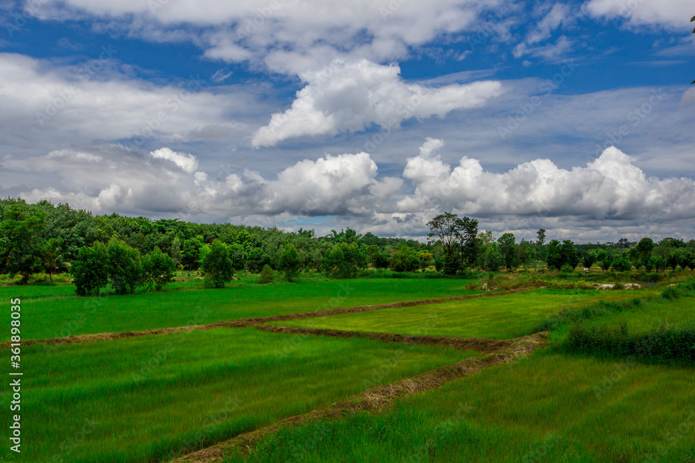 Obraz premium The natural background of green rice paddies and large trees surrounded by cool breezes, seen in rural tourist attractions.
