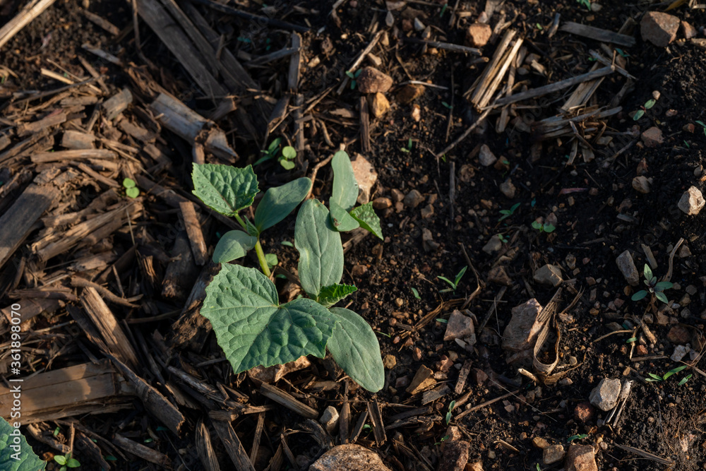 Cucumber planted in long rows Cucumber planted in long rows