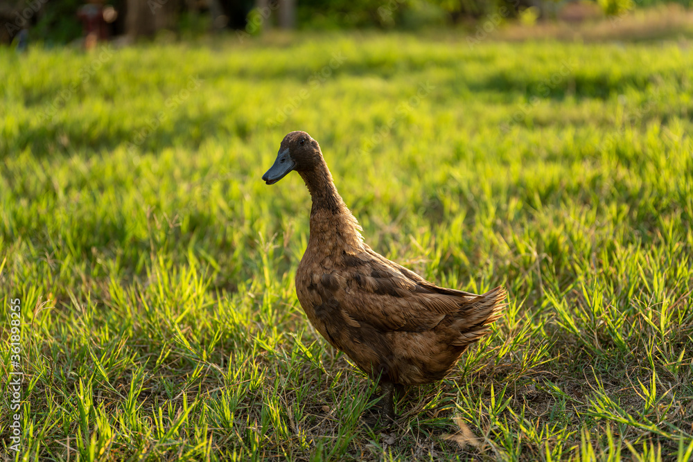 Khaki Campbell duck on a bright green lawn Khaki Campbell duck on a bright green lawn