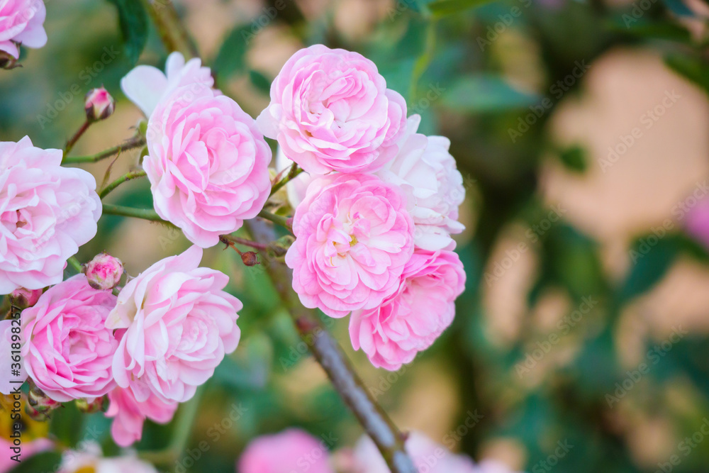 Beautiful pink roses flower in the garden