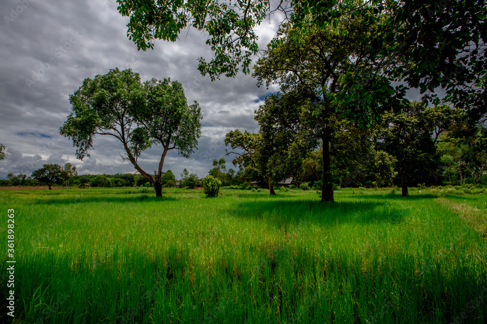 The natural background of green rice paddies and large trees surrounded by cool breezes, seen in rural tourist attractions. The natural background of green rice paddies and large trees surrounded by cool breezes, seen in rural tourist attractions.