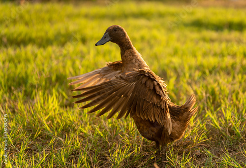 Khaki Campbell duck on a bright green lawn