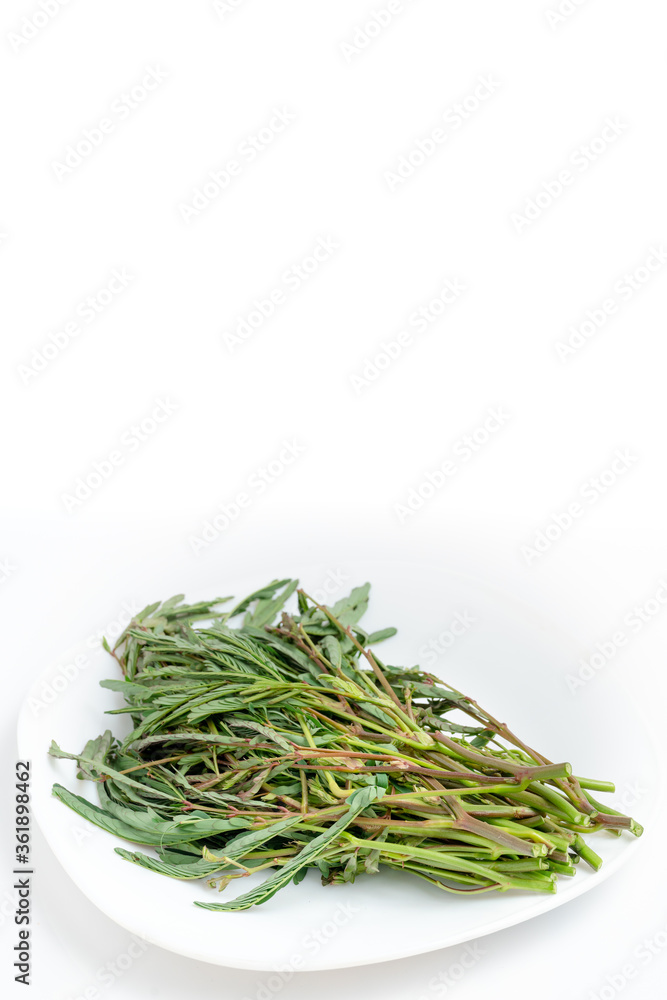 Mimosa vegetables placed on a white background. Mimosa vegetables placed on a white background.