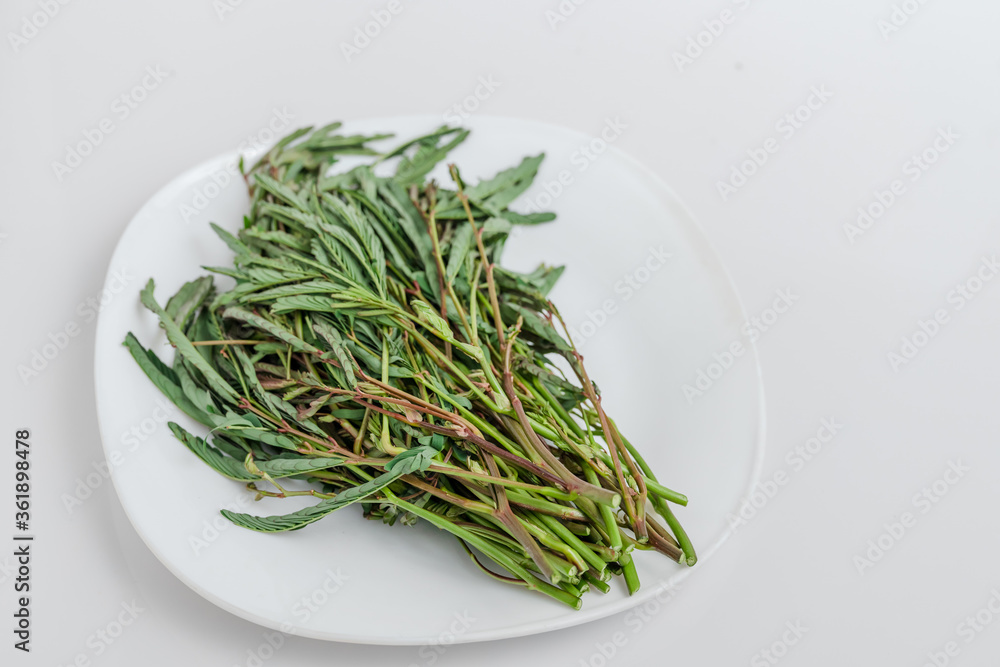 Mimosa vegetables placed on a white background. Mimosa vegetables placed on a white background.