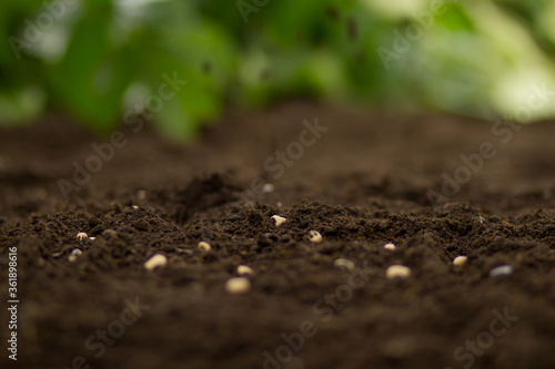 Seeds of vegetable on soil after sow