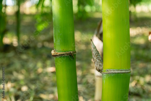 Green bamboo"DENDROCALAMUS ASPER BACKER" garden panoramic photo, planted to eat trees.