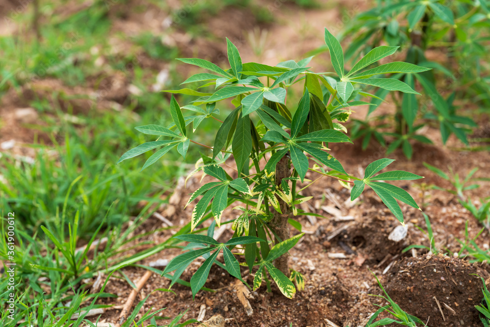 Cassava trees that start to attach green leaves Cassava trees that start to attach green leaves