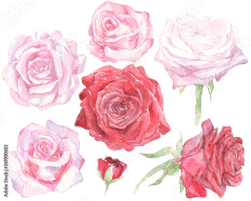 Hand-painted watercolor red  pink and white roses. Colorful set of flowers  great design template for wedding  celebration  decor.