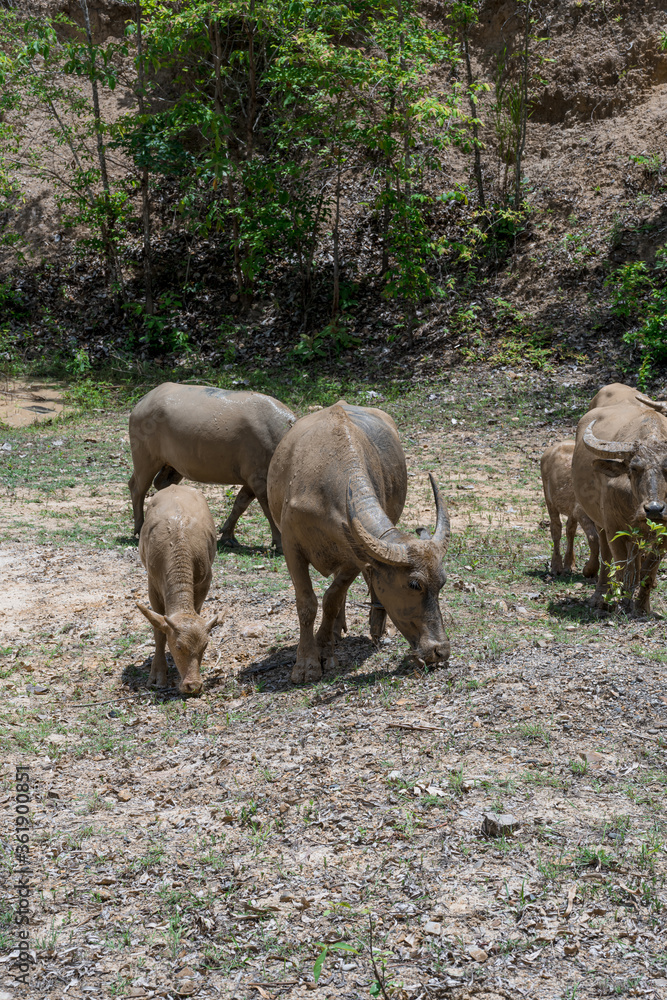 Fototapeta premium A herd of buffalo that muds up and walks foraging in the forest