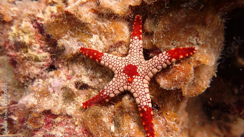 Starfish found at coral reef area at Tioman island  Malaysia