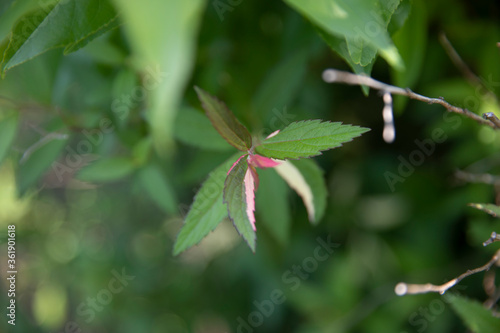 Wallpaper Mural Up Close Bush Torontodigital.ca