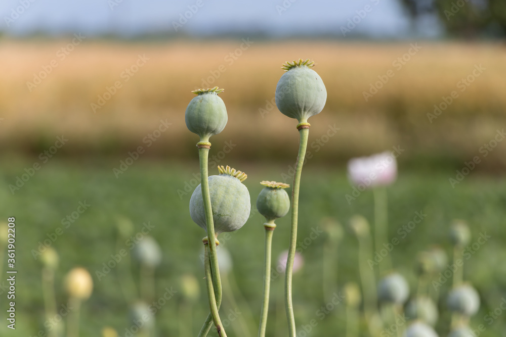 Opium poppy Papaver somniferum seed head in agricultural field Opium poppy Papaver somniferum seed head in agricultural field