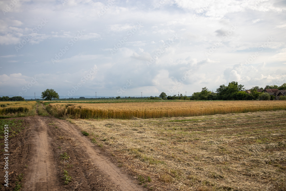 An agricultural fields with a path, with dusty road during cloudy weather