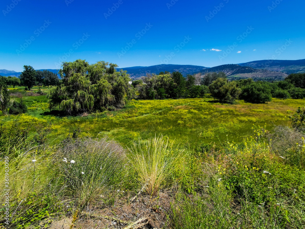 Valley View Okanagan Trees and Wildflowers Plants Outdoors Valley View Okanagan Trees and Wildflowers Plants Outdoors