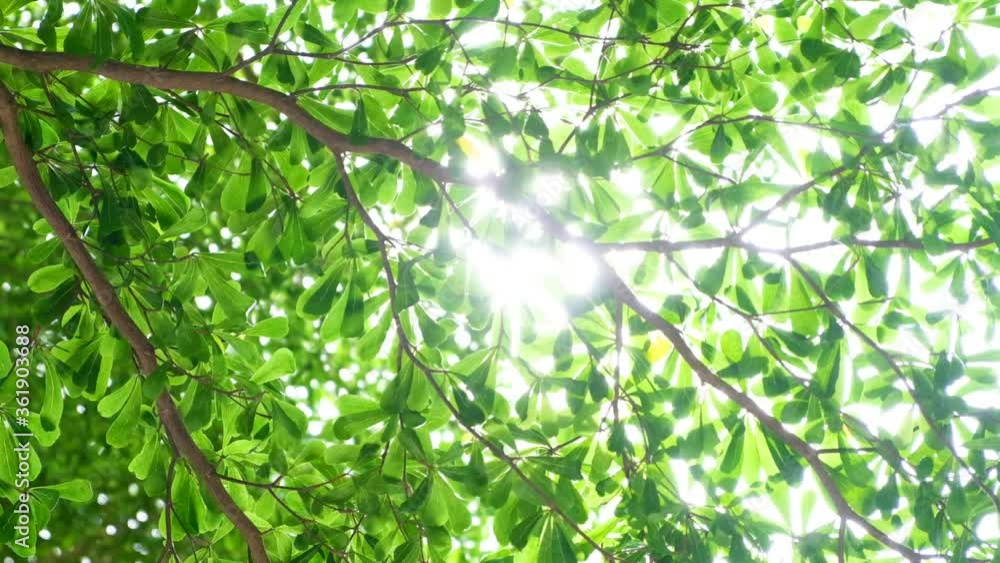 Green forest trees and light from the sun With abundant forests, video slow-motion Green forest trees and light from the sun With abundant forests, video slow-motion