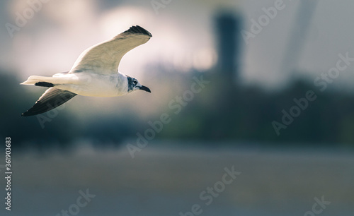 seagull in flight