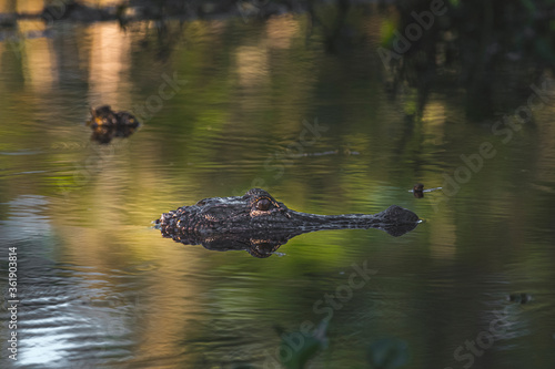 alligator in the pond
