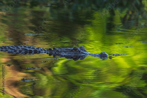 alligator in the water