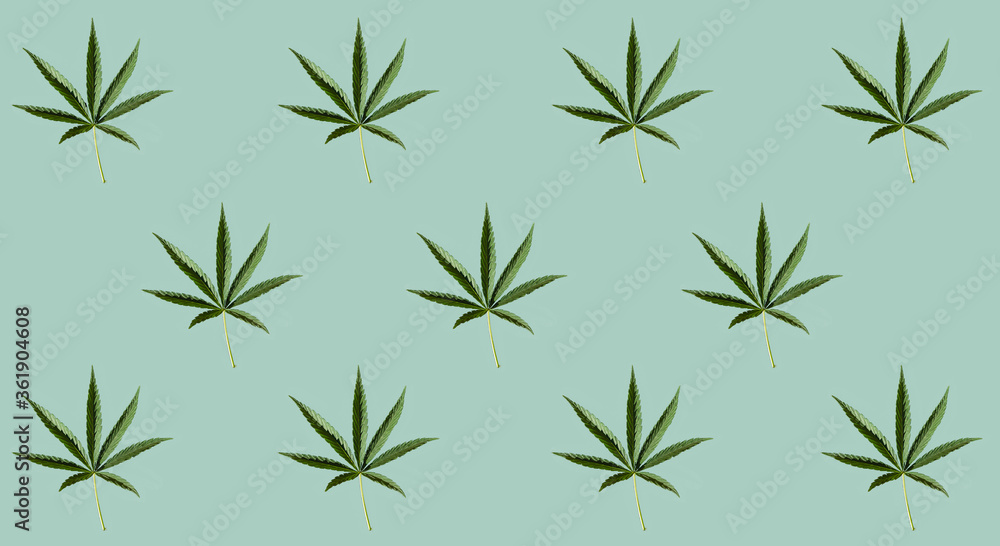 Pattern of green cannabis leaves on a pastel blue background. Medical marijuana, top view