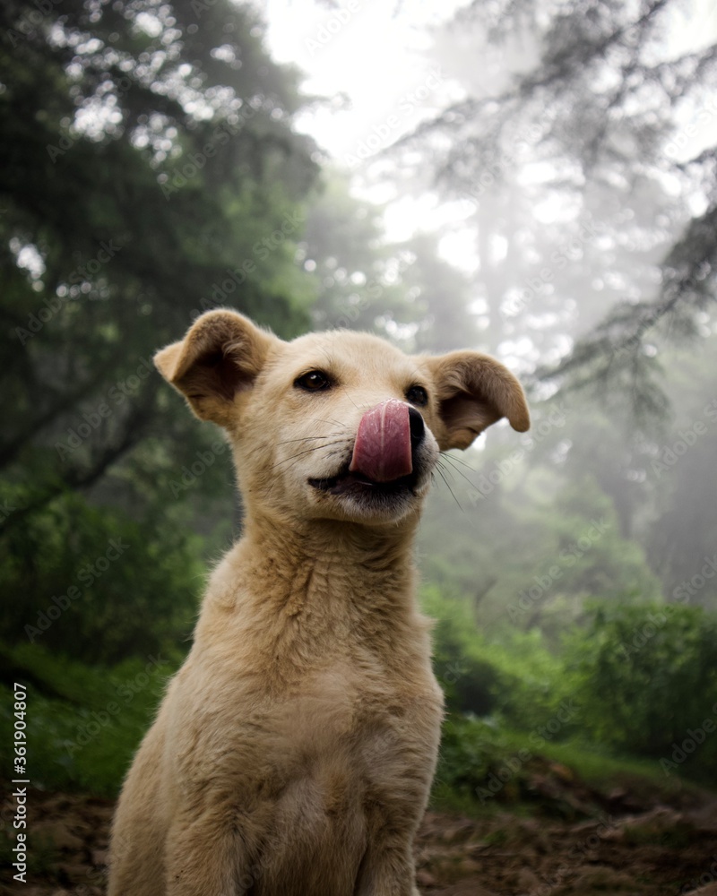dog in the forest during cloudy weather dog in the forest during cloudy weather