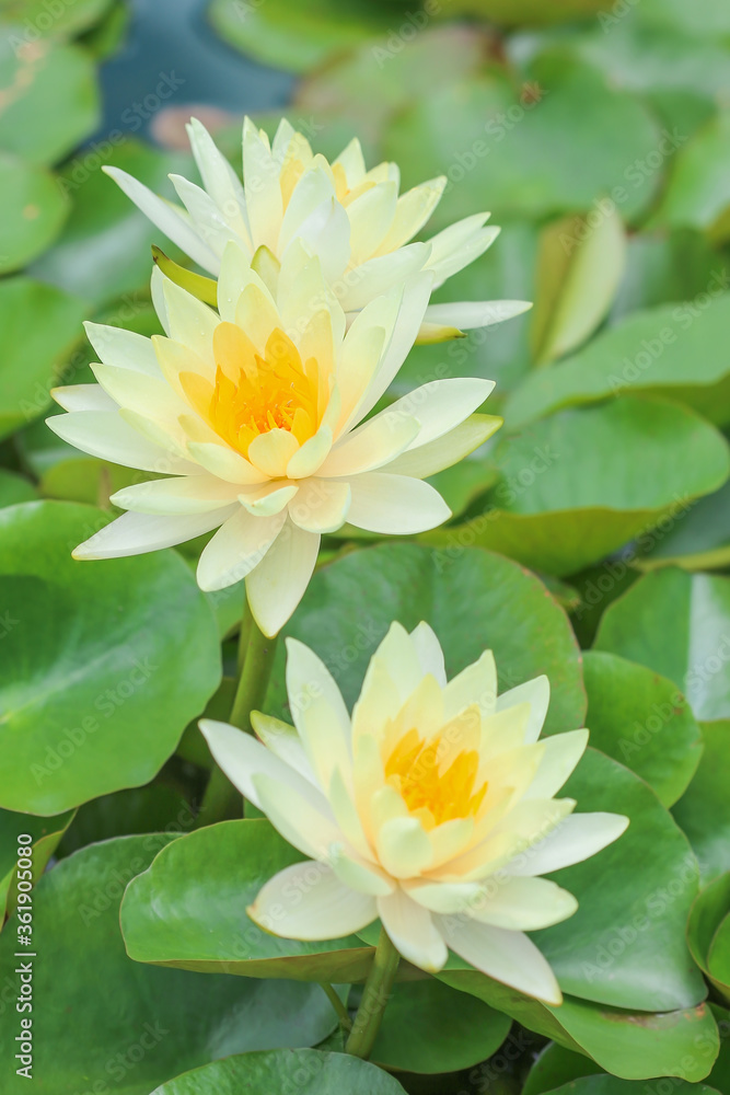 Beautiful yellow lotus flower or waterlily in the pond ,Selective focus Beautiful yellow lotus flower or waterlily in the pond ,Selective focus