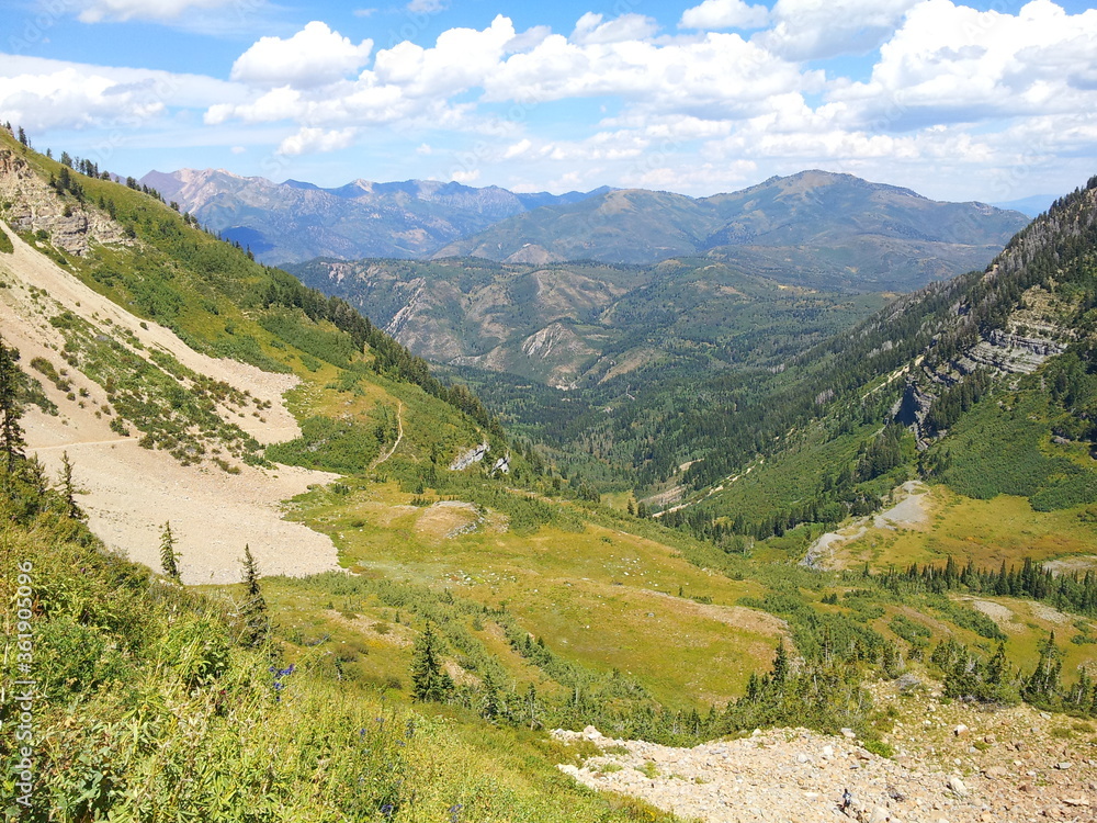 Wildflowers and peaks of the Wasatch Mountains, American Fork, Utah