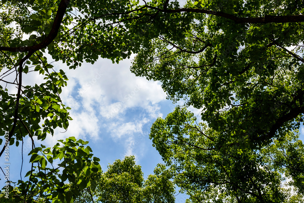 The blue sky and white clouds seen through the trees in the forest. The blue sky and white clouds seen through the trees in the forest.