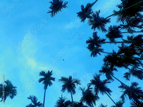 Betel nut on evening blue Sky background.coconut palm trees farm.Beautiful outdoor view with tropical nature and silhouette coconut palm tree.