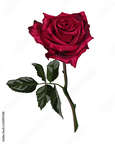 Red rose flower with leaves.