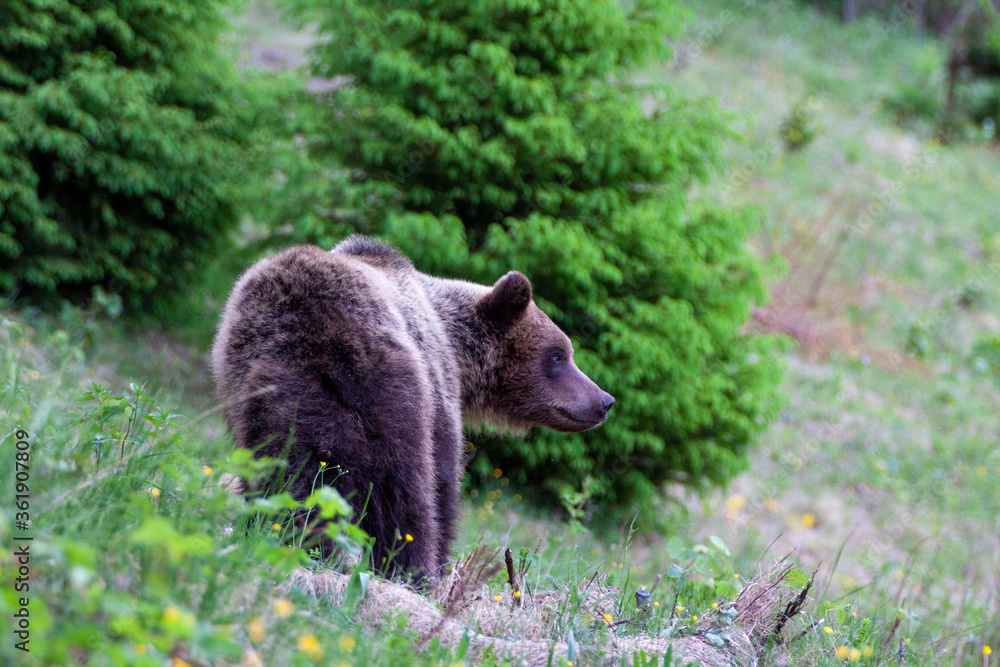 A beautiful brown bear (ursus arctos )in a natural environment at the edge of a meadow A beautiful brown bear (ursus arctos )in a natural environment at the edge of a meadow