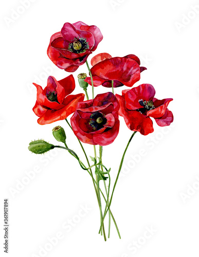 Watercolor bouquet of five scarlet poppies on a white background.For greetings, invitations, weddings, anniversaries and birthday