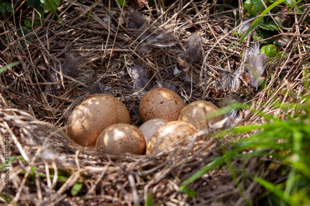 Capercaillie ( Tetrao urogallus) eggs in nest Capercaillie ( Tetrao urogallus) eggs in nest