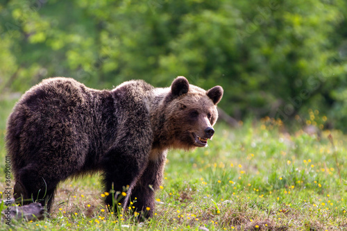Nice dangerous  female brown bear (Ursus arctos) walking on the meadow. Female bear early morning in spring sunrise. © Michal