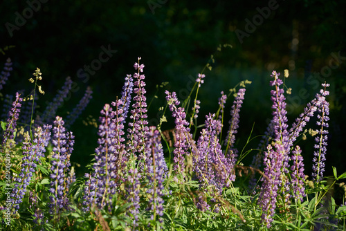 Wild flowers meadow with sky in the background